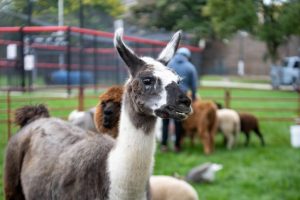 醫療保險解析：幽默又深刻的知識分享