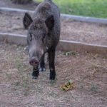 儲蓄保險：讓錢包深呼吸的秘密武器