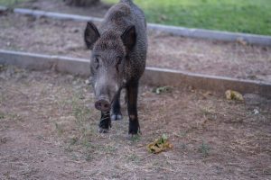 儲蓄保險：讓錢包深呼吸的秘密武器