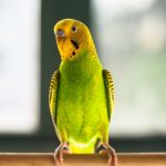 如何去眼袋：有效方法與實用建議